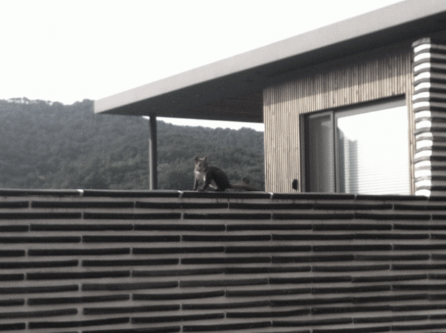 20140617_c6f2c3a2b5bf28129edit.gif